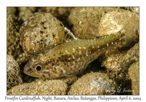 1144#0317 Ostorhinchus hoevenii - Frostfin Cardinalfish, Night, Basura, Batangas, Philippines, Apr 6, 2004
