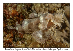 1145#0017 Scorpaenopsis possi - Poss's Scorpionfish, Sepok Wall, Maricaban Is, Batangas, Philippines, April 7, 2004