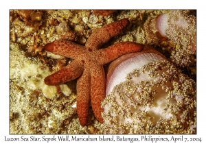 1145#0033 Echinaster luzonicus - Luzon Sea Star, Sepok Wall, Maricaban Is, Batangas, Philippines, April 7, 2004