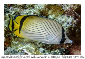 1145#0050 Chaetodon vagabundus - Vagabond Butterflyfish, Sepok Wall, Maricaban Is, Batangas, Philippines, April 7, 2004