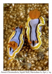 1145#0054 Chromodoris annae - Anna's Chromodoris, Sepok Wall, Maricaban Is, Batangas, Philippines, April 7, 2004