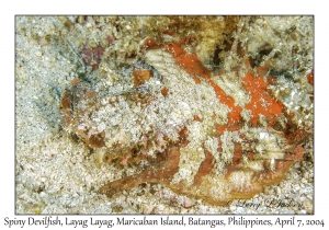 1146#0059 Inimicus didactylus - Spiny Devilfish, Layag Layag, Maricaban Is, Batangas, Philippines, April 7, 2004
