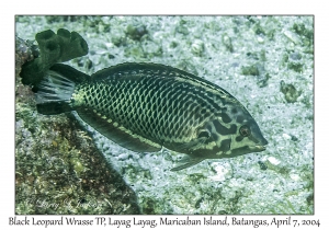 1146#0066 Marcropharyngodon negrosensis - Black Leopard Wrasse TP, Layag Layag, Maricaban Is, Batangas, Philippines, April 7, 2004