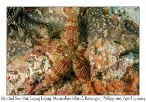 1146#0071 Valvaster striatus - Striated Sea Star, Layag Layag, Maricaban Is, Batangas, Philippines, April 7, 2004