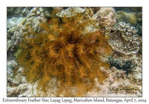 1146#0076 Comanthus mirabilis - Extraordinary Feather Star, Layag Layag, Maricaban Is, Batangas, Philippines, April 7, 2004