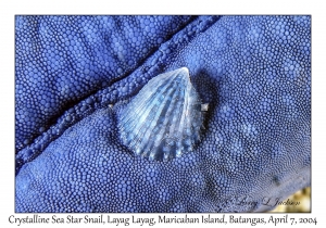 1146#0079 Thyca crystallina - Crystalline Sea Star Snail, Layag Layag, Maricaban Is, Batangas, Philippines, April 7, 2004