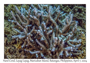 1146#0080 Acropora copiosa - Hard Coral, Layag Layag, Maricaban Is, Batangas, Philippines, April 7, 2004