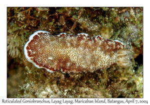 1146#0088 Goniobranchus reticulatus - Reticulated Goniobranchus, Layag Layag, Maricaban Is, Batangas, Philippines, April 7, 2004