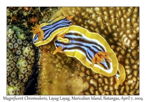 1146#0094 Chromodoris magnifica - Magnificent Chromodoris, Layag Layag, Maricaban Is, Batangas, Philippines, April 7, 2004