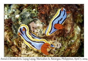 1146#0097 Chromodoris annae - Anna's Chromodoris, Layag Layag, Maricaban Is, Batangas, Philippines, April 7, 2004