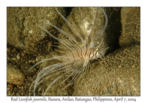 1147#0140 Pterois volitans - Red Lionfish juv, Basura, Anilao, Batangas, Philippines, April 7, 2004