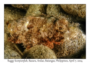 1147#0142 Scorpaenopsis venosa - Raggy Scorpionfish, Basura, Anilao, Batangas, Philippines, April 7, 2004