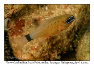 1149#0139 Ostorhinchus fleurieu - Flower Cardinalfish, Mato Point, Anilao, Batangas, Philippines, April 8, 2004