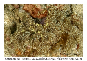 1150#0213 Heterodactyla hemprichii - Hemprich's Sea Anemone, Koala, Anilao, Batangas, Philippines, April 8, 2004
