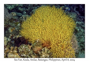 1150#0238 Acabaria sp - Sea Fan, Koala, Anilao, Batangas, Philippines, April 8, 2004