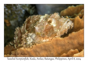 1150#0263 Scorpaenopsis oxycephala - Tasseled Scorpionfish, Koala, Anilao, Batangas, Philippines, April 8, 2004