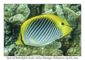 1150#0276 Chaetodon ocellicaudus - Spot-tail Butterflyfish, Koala, Anilao, Batangas, Philippines, April 8, 2004