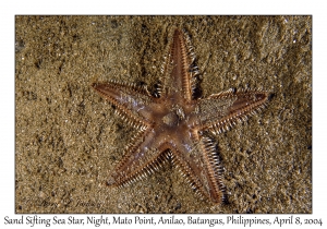 1151#0290 Astropecten polyacanthus - Sand Sifting Sea Star, Night, Mato Pt, Anilao, Batangas, Philippines, April 8, 2004