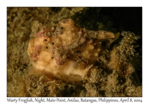 1151#0312 Antennarius maculatus - Warty Frogfish, Night, Mato Pt, Anilao, Batangas, Philippines, April 8, 2004