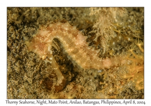 1151#0318 Hippocmpus histrix - Thorny Seahorse, Night, Mato Pt, Anilao, Batangas, Philippines, April 8, 2004