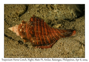 1151#0364 Pleuroploca trapezium - Trapezium Horse Conch, Night, Mato Pt, Anilao, Batangas, Philippines, April 8, 2004