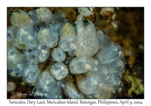 1152#0019 Clavelina moluccensis & Didemnum molle - Tunicates, Dary Laut, Maricaban Is, Batangas, Philippines, April 9, 2004