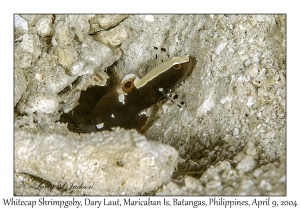 1152#0040 Lotilia graciliosa - Whitecap Shrimpgoby, Dary Laut, Maricaban Is, Batangas, Philippines, April 9, 2004