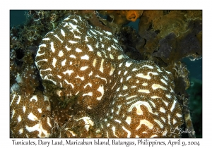 Tunicates