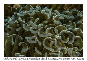Anchor Coral