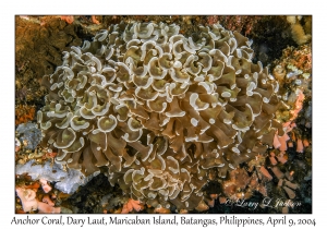 Anchor Coral