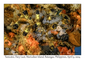 Tunicates