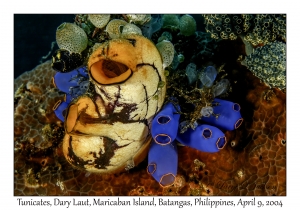 Tunicates