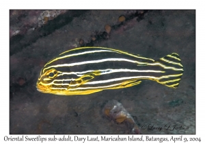 Oriental Sweetlips sub-adult