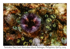 Tunicates