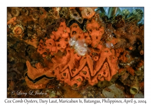 Cock's Comb Oyster
