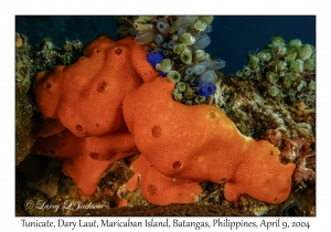 Tunicates