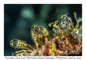 Tunicates