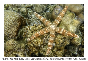 Friant's Sea Star