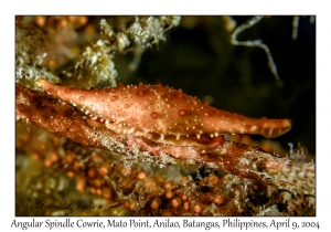 Angular Spindle Cowrie