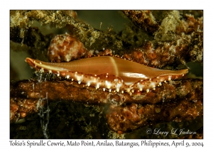 Tokio's Spindle Cowrie