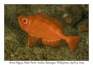Arrow Bigeye