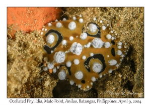 Ocellated Phyllidia