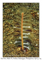 Sea Pen