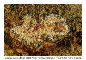 Girdled Glossodoris