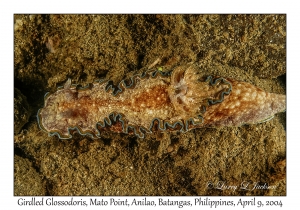Girdled Glossodoris