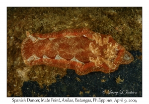 Spanish Dancer