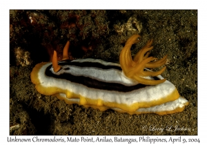 Unknown Chromodoris