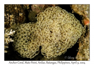 Anchor Coral