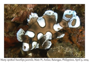 Many-spotted Sweetlips