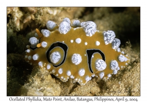 Ocellated Phyllidia